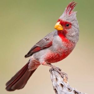 Meet your Posher, Shannon